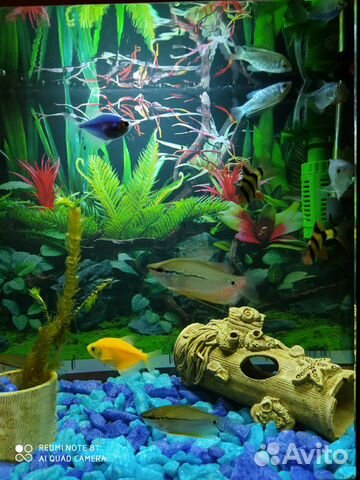 Готовый аквариум с рыбками купить на Зозу.ру - фотография № 5