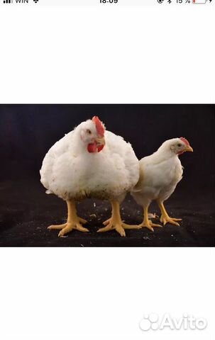 Цыпленок Куры купить на Зозу.ру - фотография № 2