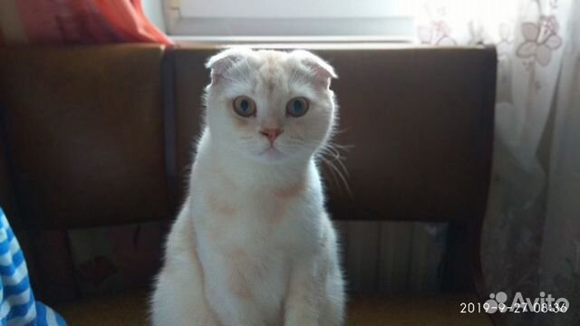 Шотландский котик купить на Зозу.ру - фотография № 3