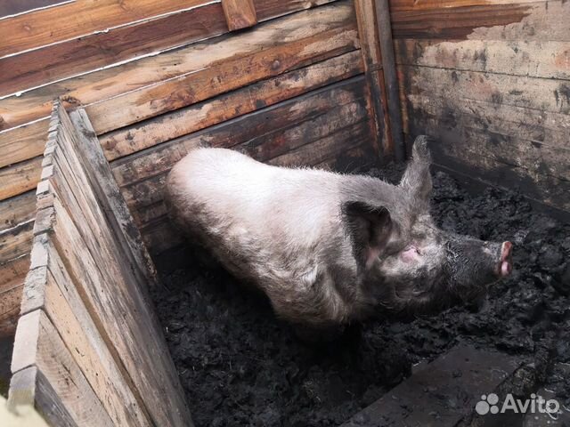 Свиноматки купить на Зозу.ру - фотография № 5