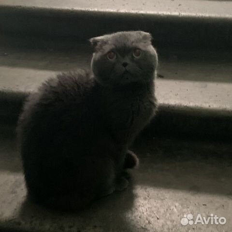 Котик купить на Зозу.ру - фотография № 5