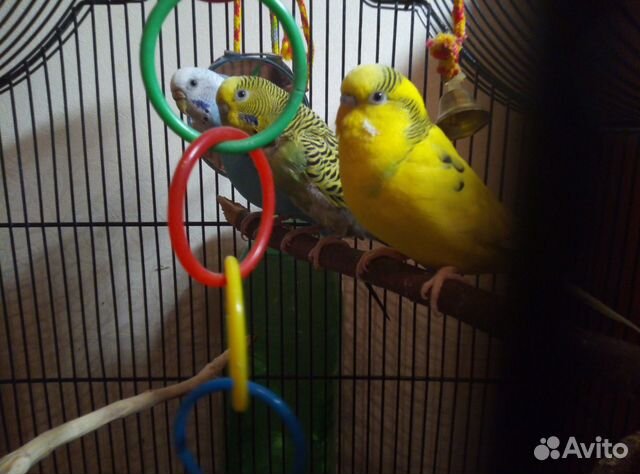 3 попугая. Жёлтый (самец, Гера ), голубой (самка купить на Зозу.ру - фотография № 2