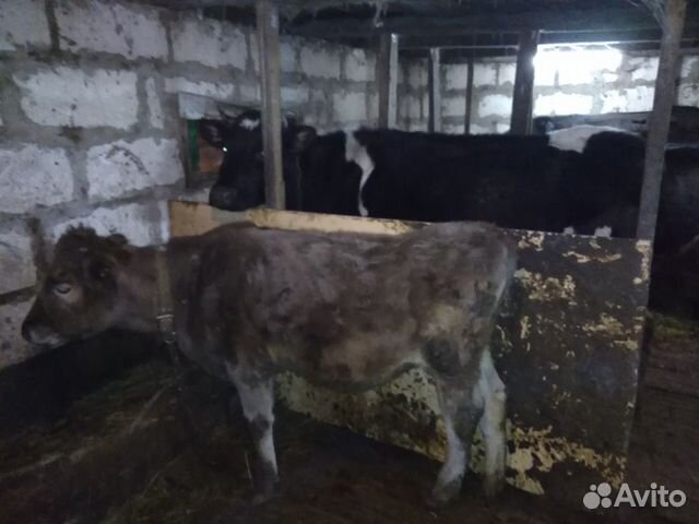 Коровы,телка,и овцы матки романовской породы купить на Зозу.ру - фотография № 1