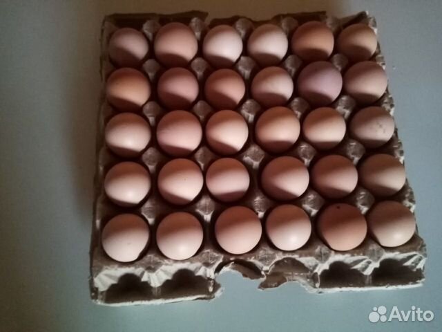 Инкубационные яйца джерсиский гигант купить на Зозу.ру - фотография № 1