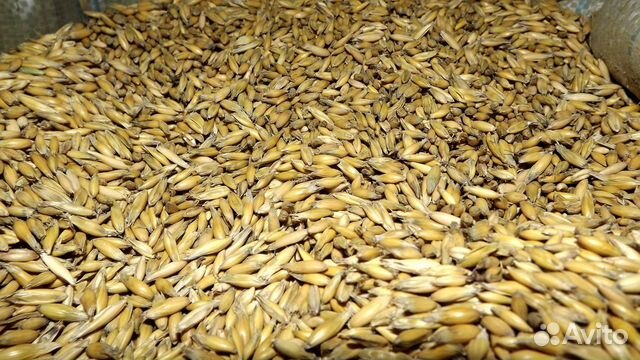 Шелуха пшеницы в мешках купить на Зозу.ру - фотография № 1