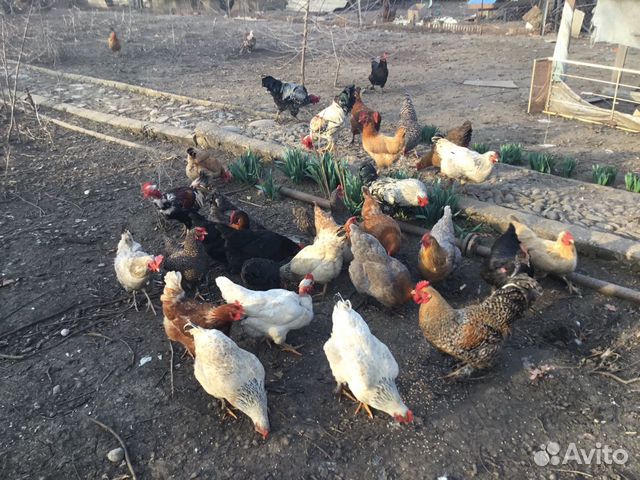 Куриные яйца домашние от этих что на фото купить на Зозу.ру - фотография № 1