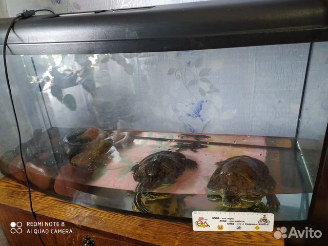 Продам аквариум с черепахами купить на Зозу.ру - фотография № 2