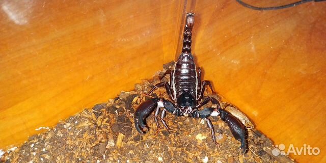 Скорпион Heterometrus spinifer купить на Зозу.ру - фотография № 2