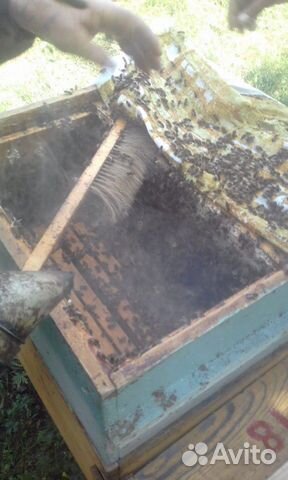 Продам пчелосемьи. Пчелы среднерусские купить на Зозу.ру - фотография № 6
