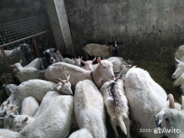Продаю козы и козлята купить на Зозу.ру - фотография № 3