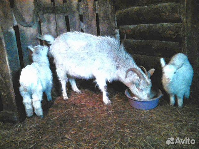 Дойная коза с 2 козлятами купить на Зозу.ру - фотография № 1