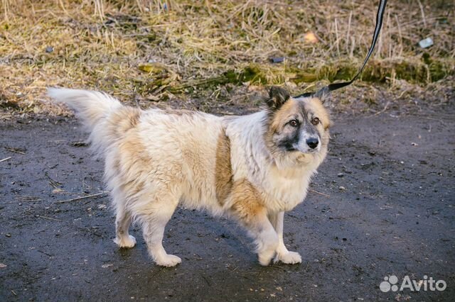 Шикарная собака купить на Зозу.ру - фотография № 8