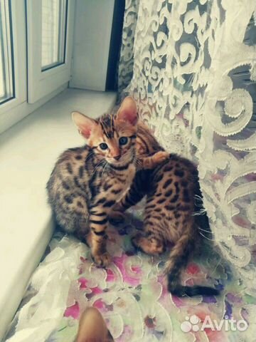Бенгальские котята купить на Зозу.ру - фотография № 8