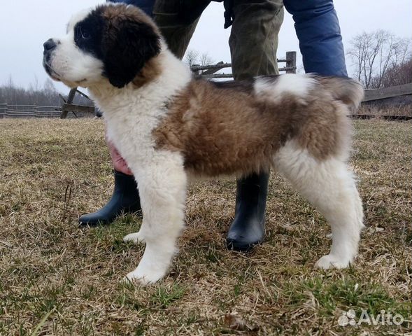 Куплю Собаку Ярославль Недорого