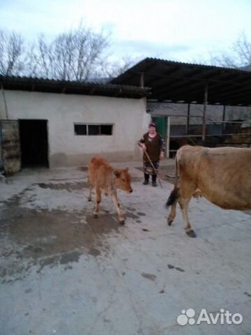 Коровы чистые, здоровые, ухоженные, дойные, с теля купить на Зозу.ру - фотография № 2