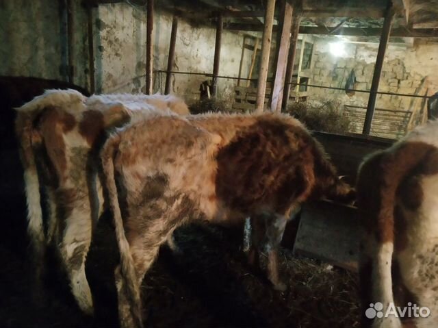 Телки корова купить на Зозу.ру - фотография № 7