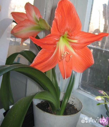 Гиппеаструм (лилия)