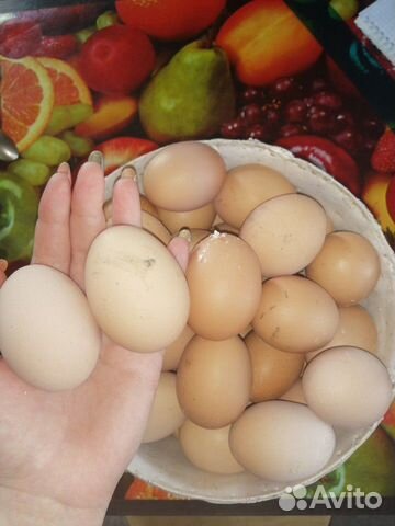 Яйцо куриное инкубационное купить на Зозу.ру - фотография № 3