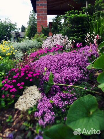 Растения для альпийских горок, клумб