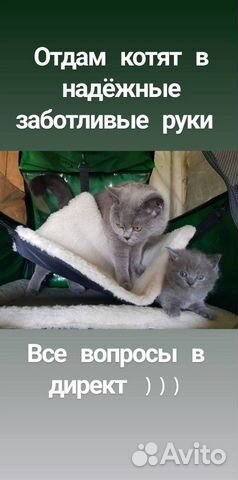 Котята отдам в надёжные руки купить на Зозу.ру - фотография № 1