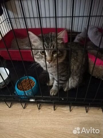 Котик в дар
