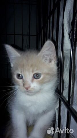 Котенок ищет дом Котенок ищет дом