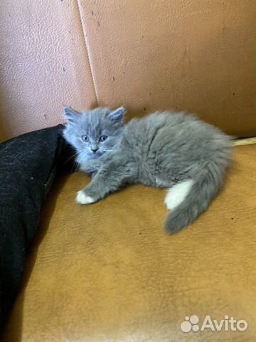 Котята девочки Котята девочки