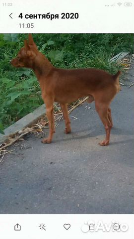 Мини Той-терьер. вязка