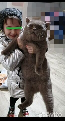 Вязка с лиловым шотландцем