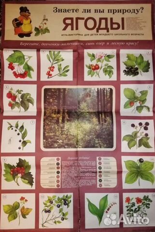 Плакат игра-викторина Ягоды Агитплакаты СССР