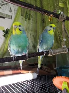Волнистые радужные попугаи