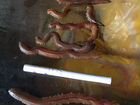 Морской червь нереис