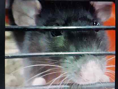 Крысы дамбо с клеткой