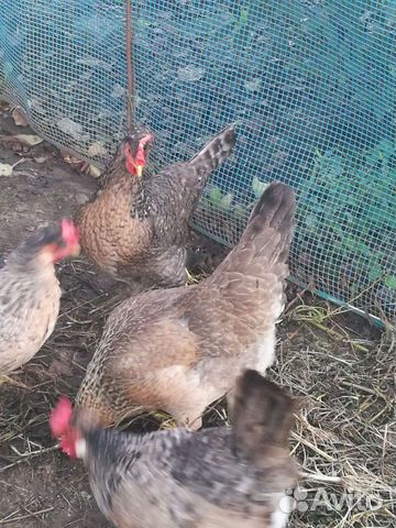 Инкубационное яйцо