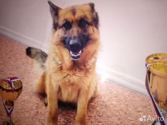 Передержка собак