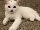 Котёнок белый турецкая ангора