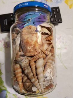 Морские ракушки раковины