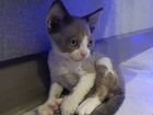 Котик девон-рекс объявление продам