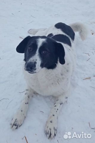 Собака стерилизованная