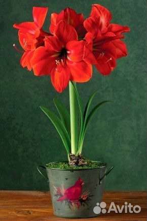 Гиппеаструм Амариллис