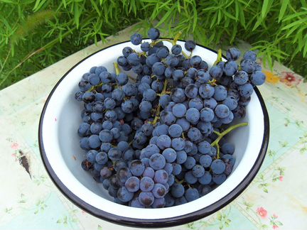 Саженцы винного винограда сорт Маркет