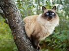 Балинезийская/сиамская длинношерстная-ищем котенка