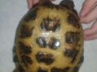 Черепаха сухопутная бесплатно объявление продам
