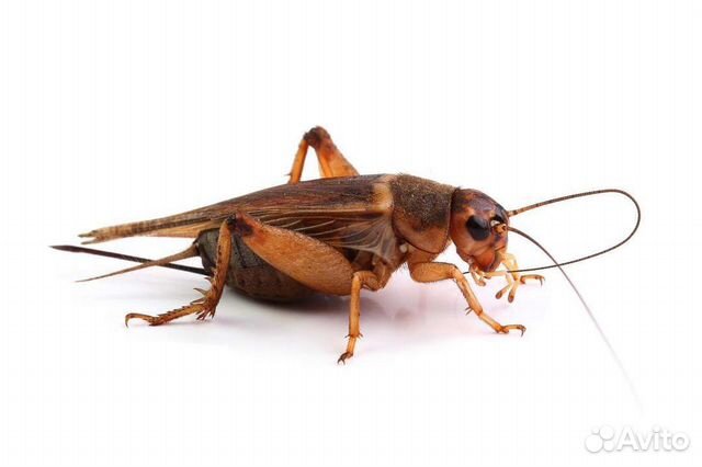 Домовой, двупятнистый сверчок заморозка