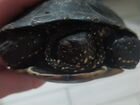 Черепаха болотная бесплатно объявление продам