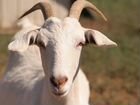 Продаются породистые дойные козы объявление продам
