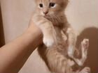 Котята в заботливые руки объявление продам