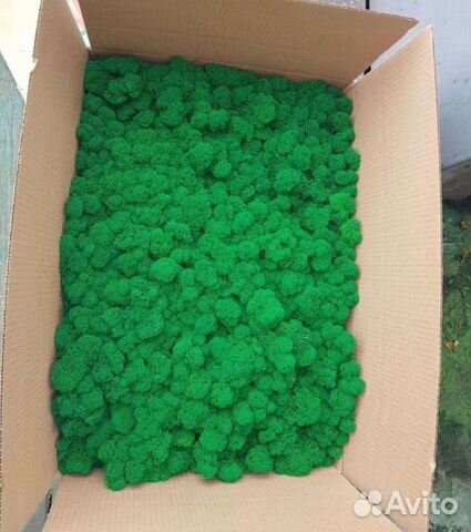 Стабилизированный мох оптом