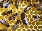 Пчелиная семья Пчелосемьи