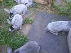 Кролики серебро объявление продам